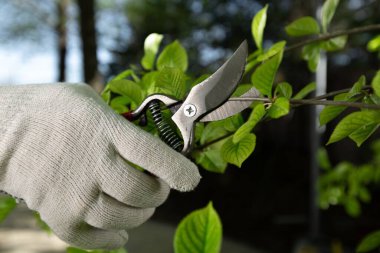 Baharın bahçe işleri. Çiftçi el, bahçedeki bir ağacın dallarını budama makasıyla keser. Kırpma makası ile insan budama ağacı. Bahar ağacı yakın..