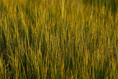 Çayırdaki Yeşil Çekirge