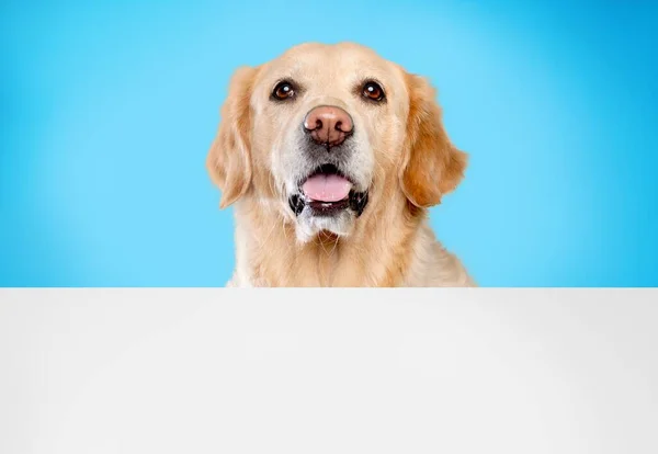 Portret Van Schattige Pluizige Puppy Bovenkant Van Het Hoofd Kijkend — Stockfoto