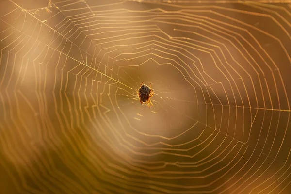 Little Garden Spider Built Net Sunset Background — Stock Photo, Image