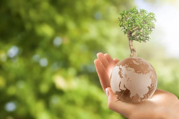 Mano Celebración Bola Globo Vidrio Con Crecimiento Del Árbol Fondo —  Fotos de Stock