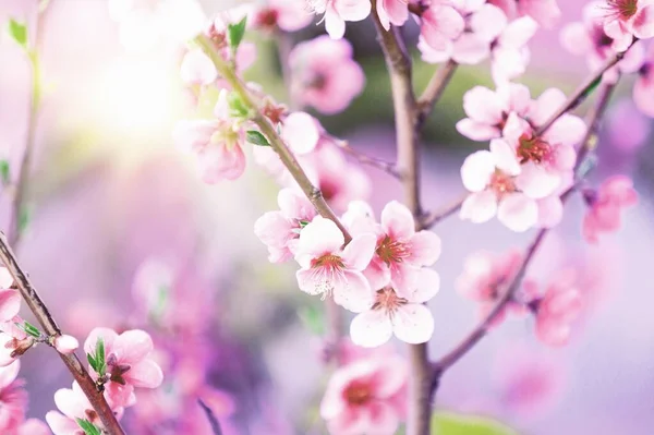 Flores Cerezo Plena Floración Una Hermosa Escena Primavera — Foto de Stock