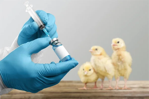 Pequeños Pollos Amarillos Lindos Gripe Aviar Concepto H10N3 — Foto de Stock