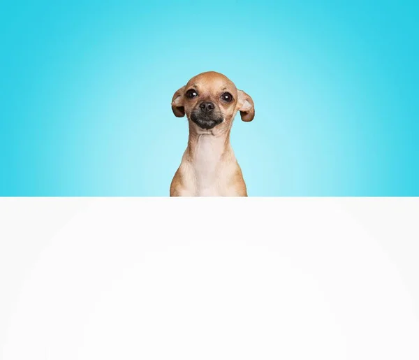 Portrait Cute Fluffy Puppy Top Head Peeking Blank Banner — Stock Photo, Image