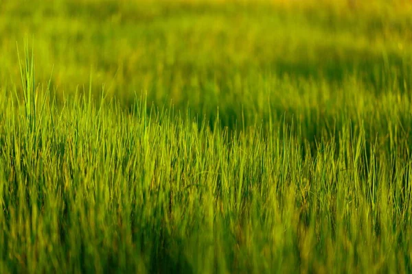 Çayırdaki Yeşil Çekirge — Stok fotoğraf