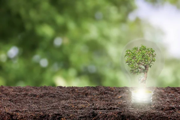 Energy saving light bulb in a soil and save world concept