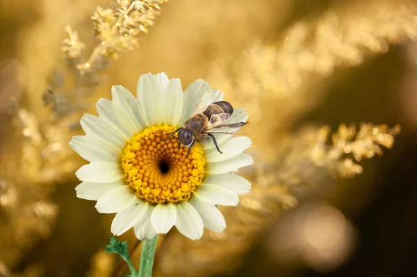 Cute Żółty Dziki Pszczoła Stokrotki Kwiat — Zdjęcie stockowe