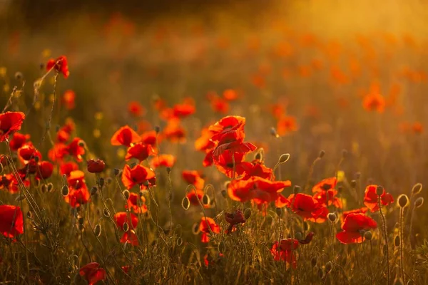 Papoilas Vermelhas Campo Céu Flor Verão Pôr Sol — Fotografia de Stock