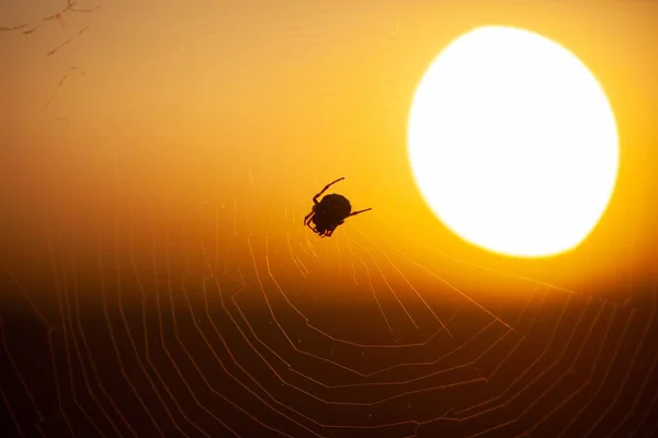 Little Garden Spider Built Net Sunset Background — Stock Photo, Image