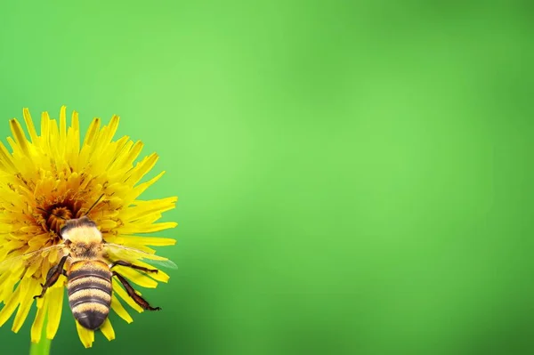 Vackra Honungsbi Blomma Samla Nektar Och Pollen Djur Som Sitter — Stockfoto