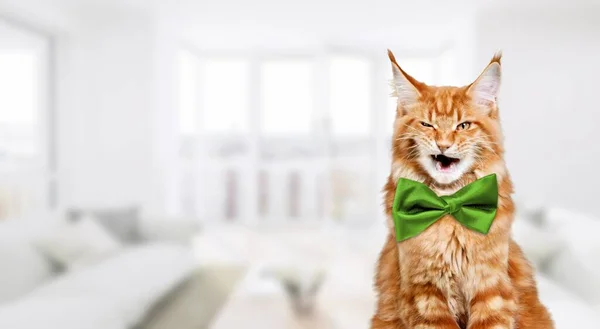 Lindo Gato Doméstico Usando Verde Arco Posando — Foto de Stock