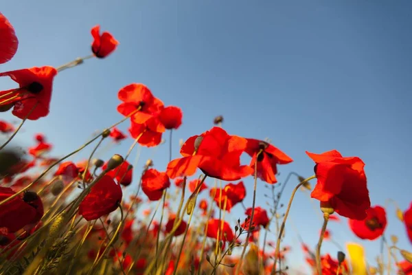 Field Red Poppies Sky Summer Flower — Stock Photo, Image