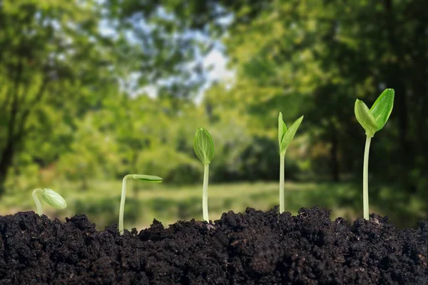 Sequência Germinação Planta Verde Conceito Crescimento Planta Ambiente Externo Adequado — Fotografia de Stock