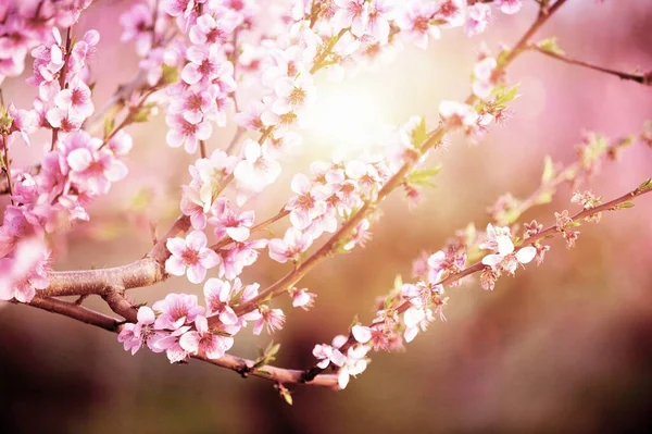 Flores Cerezo Plena Floración Una Hermosa Escena Primavera — Foto de Stock