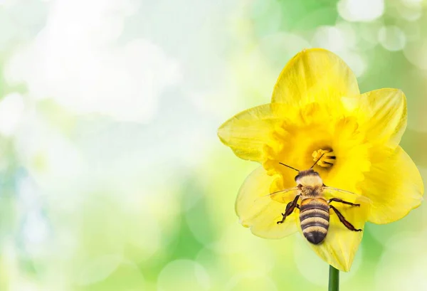 Piękny Miód Pszczoła Kwiat Zbieram Nektar Pyłek Siedzenie Zwierząt Celu — Zdjęcie stockowe