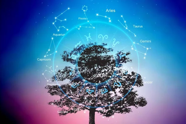 Signes Zodiaque Intérieur Cercle Horoscope Dans Ciel Arbre — Photo