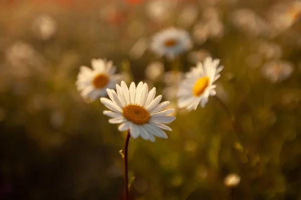 Många Blommor Äng Prästkragar Fältet Det Naturliga Landskapet — Stockfoto