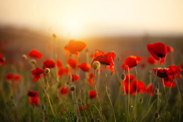 Papoilas Vermelhas Campo Céu Flor Verão Pôr Sol — Fotografia de Stock
