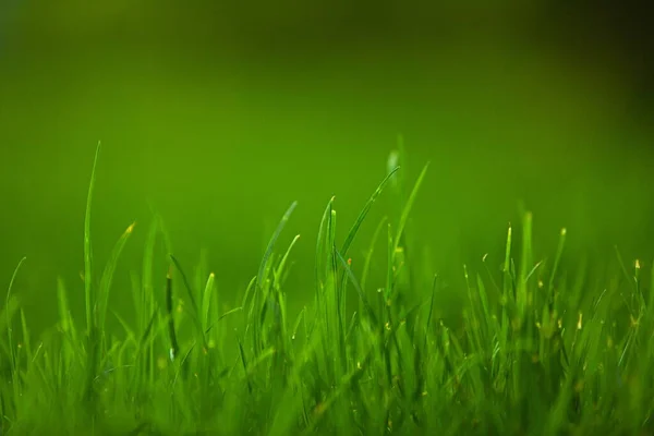 Câmp Lăcustă Verde Pajiște — Fotografie, imagine de stoc