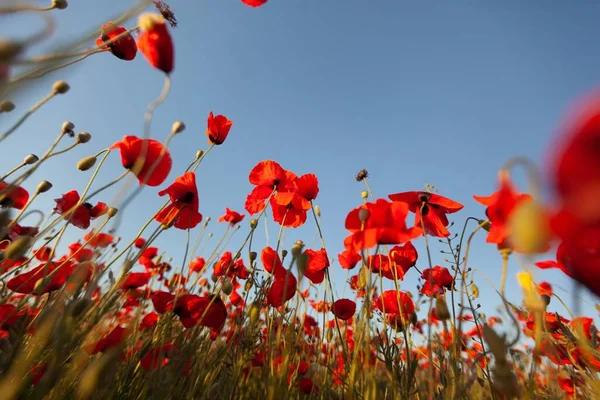 Field Red Poppies Sky Summer Flower — Stock Photo, Image