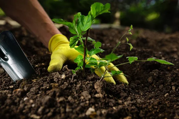 Trabalhador Jardim Homem Coloca Planta Cultivada Sementes Chão — Fotografia de Stock