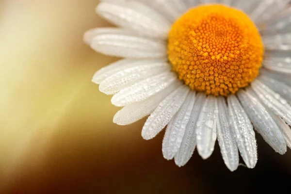 Fleurs Marguerites Prairie Dans Champ Dans Paysage Naturel — Photo