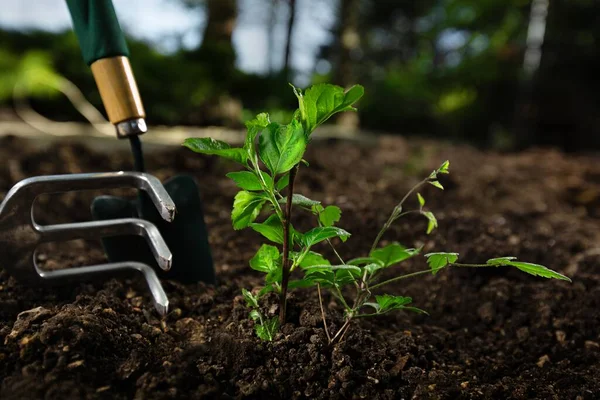 Arbetare Trädgården Man Lägger Plantan Marken — Stockfoto