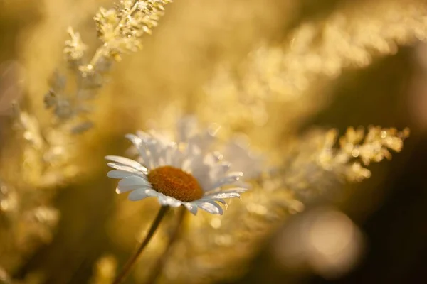 Många Blommor Äng Prästkragar Fältet Det Naturliga Landskapet — Stockfoto