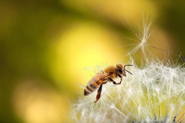 Vackra Honungsbi Blomma Samla Nektar Och Pollen Djur Som Sitter — Stockfoto