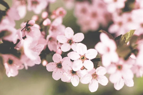 Flores Cerezo Plena Floración Una Hermosa Escena Primavera — Foto de Stock