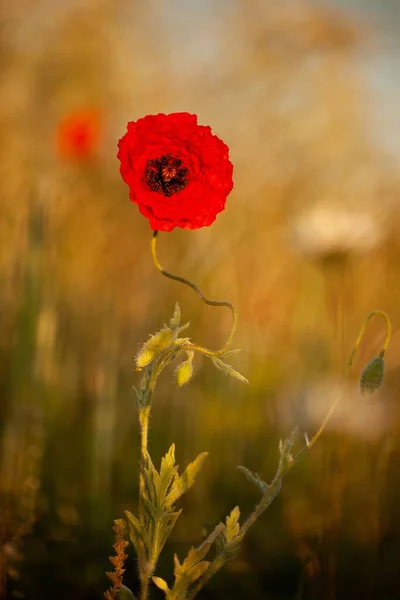 Field Red Poppies Sky Selective Color — Stock Photo, Image