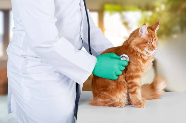 Мужчина Ветеринар Слушает Кошку Стетоскопом Ветеринарной Клинике — стоковое фото