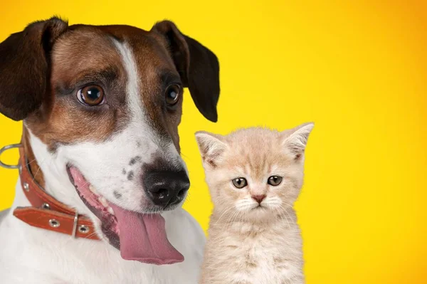 一只猫和一只狗在明亮的黄色背景前的可爱画像 — 图库照片