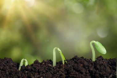 Yeşil arka planda büyüyen küçük ağaçlar çevreyle ilgilenme kavramı.