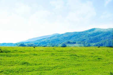 Taze yeşil çimenler ve mavi gökyüzü parkta