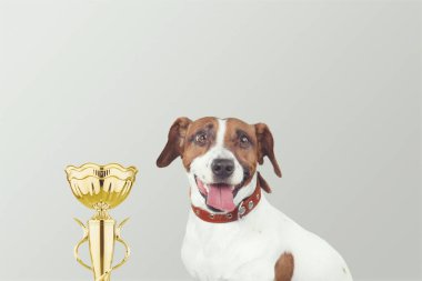 Minyatür şampiyonluk kupası olan sevimli bir köpek yavrusu. Kazanma ya da başarı kavramı