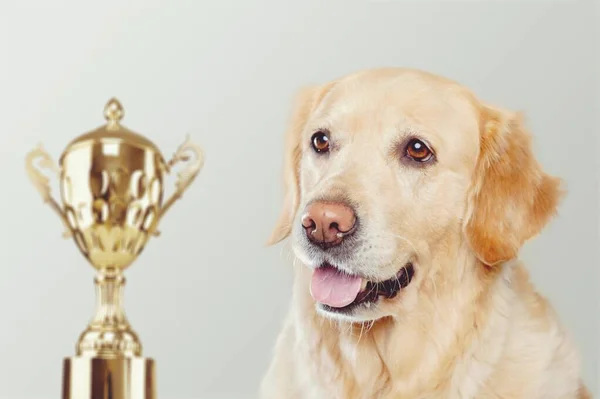 Leuke Puppy Hond Met Een Miniatuur Kampioen Trofee Beker Winnings — Stockfoto