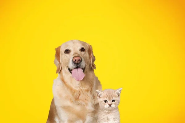 Retrato Bonito Gato Cão Frente Fundo Amarelo Brilhante — Fotografia de Stock