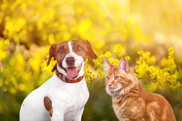 Amigos Fofos Bonitos Cão Gato Sentam Juntos Prado Ensolarado Primavera — Fotografia de Stock