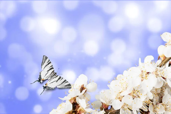 Ανθισμένο Δέντρο Λουλούδια Πάνω Από Φύση Φόντο Πεταλούδα — Φωτογραφία Αρχείου
