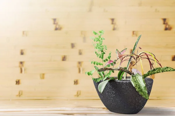 Beautiful Vase Green Tree Branch Sunlight Wall Background — Stock Photo, Image