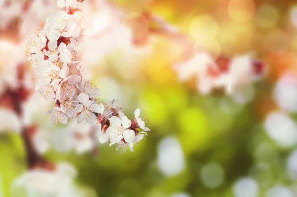 Hermoso Paisaje Naturaleza Abstracta Primavera Floral Ramas Árboles Flor — Foto de Stock