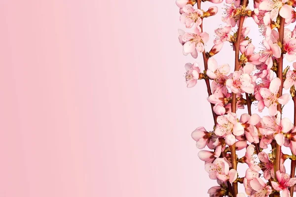Boldog Anyák Napját Gyönyörű Friss Virágok Rózsaszín Háttér — Stock Fotó