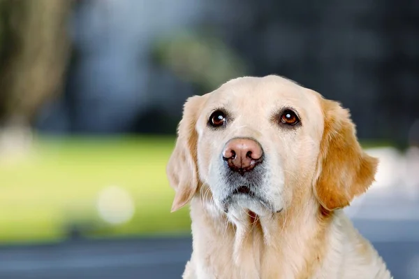 Portret Van Een Schattige Huiselijke Jonge Hond Buiten — Stockfoto