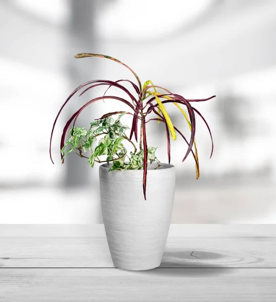 窓辺の白い鍋に緑の家の植物 — ストック写真