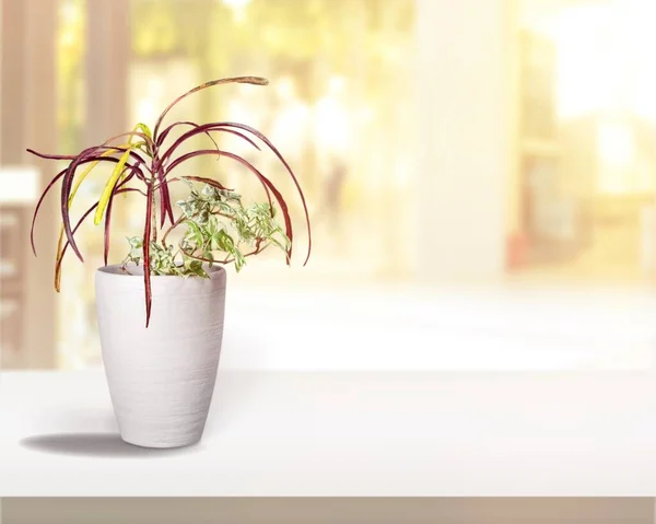 窓辺の白い鍋に緑の家の植物 — ストック写真
