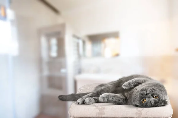 Gatto Carino Grigio Giace Dorme Avvolto Caldo Plaid — Foto Stock