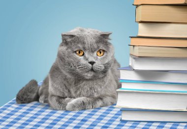 Kitap okuyan sevimli küçük kedi, eğitim kavramı.