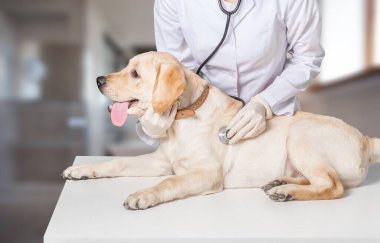 Veteriner veteriner veteriner kliniğinde köpeği kontrol ediyor..