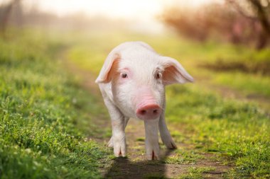 Arka planda mutlu, genç bir domuz. Komik hayvan duyguları..